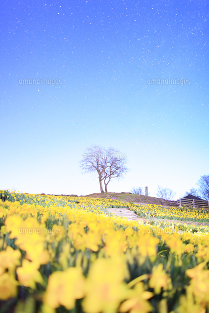 スイセンの花畑と木立と星空のハイキー写真[10247043231]の写真