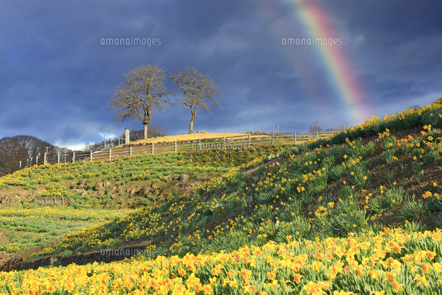 スイセンの花畑と木立と朝の虹[10247043238]の写真・イラスト素材