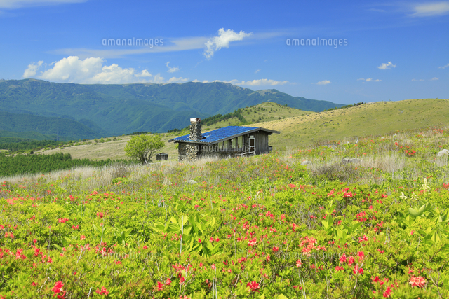 霧ヶ峰高原のレンゲツツジと山小屋と美ヶ原の山並み の写真素材 イラスト素材 アマナイメージズ 霧ヶ峰高原のレンゲツツジと山小屋と美ヶ原の山並み の写真素材 イラスト素材 アマナイメージズ