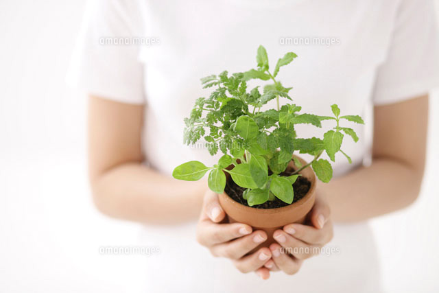 ハーブの鉢植えを持つ手 の写真素材 イラスト素材 アマナイメージズ