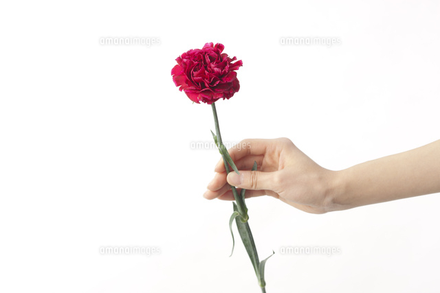 バラの花を持つ手 の写真素材 イラスト素材 アマナイメージズ