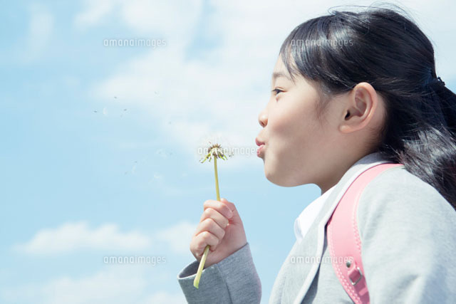 たんぽぽをの綿毛を吹く女の子の横顔 の写真素材 イラスト素材 アマナイメージズ