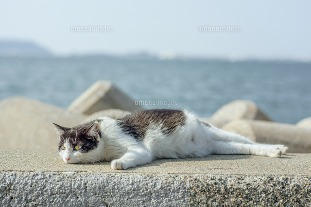 海と猫 の写真素材 イラスト素材 アマナイメージズ
