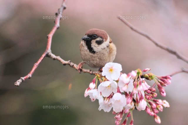スズメと桜 の写真素材 イラスト素材 アマナイメージズ