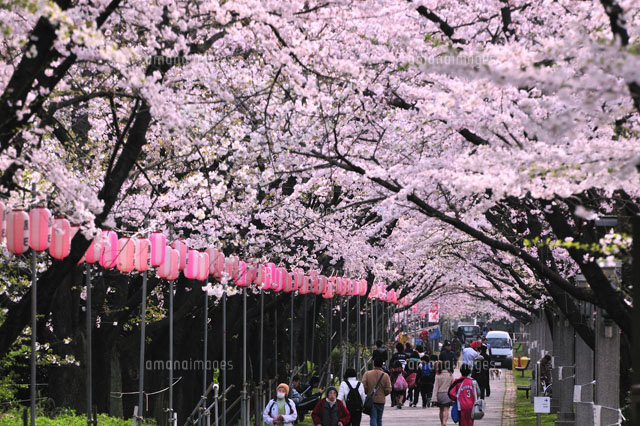 辰巳緑道公園の桜並木[10252001084]の写真・イラスト素材｜アマナ
