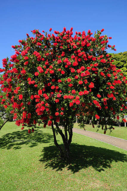 ブラシの木 の写真素材 イラスト素材 アマナイメージズ