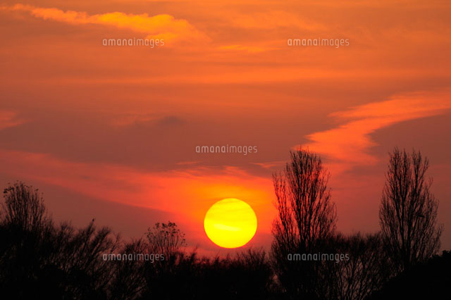 水元公園 中央広場のポプラ並木と夕日[10252002034]の写真・イラスト