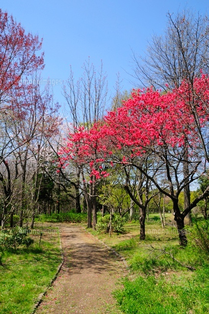 水元公園のハナモモと新緑 の写真素材 イラスト素材 アマナイメージズ 水元公園のハナモモと新緑 の写真素材 イラスト素材 アマナイメージズ