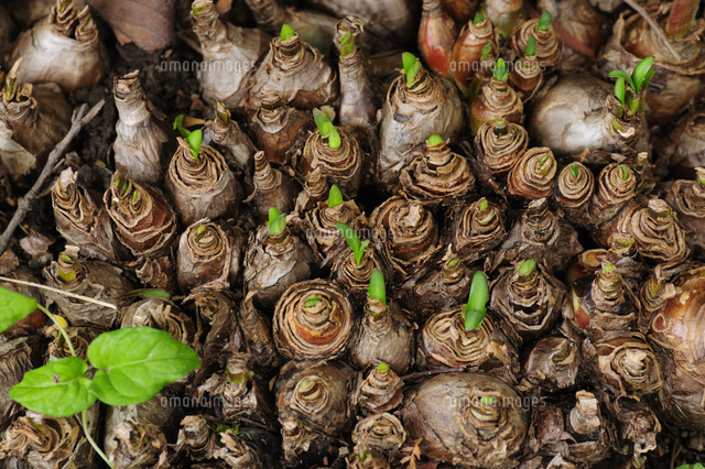 ヒガンバナの球根[10252009273]の写真・イラスト素材｜アマナイメージズ