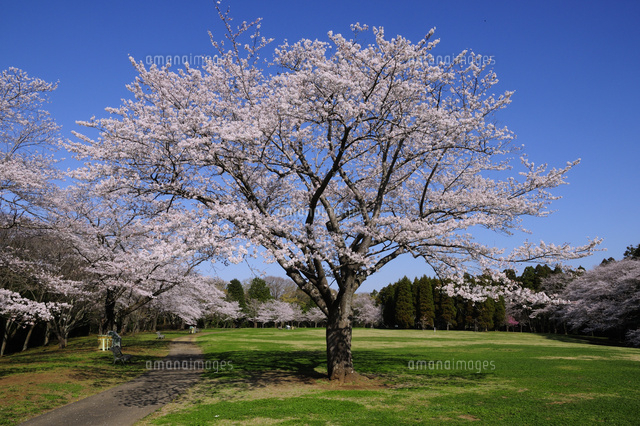 桜咲く泉自然公園 の写真素材 イラスト素材 アマナイメージズ