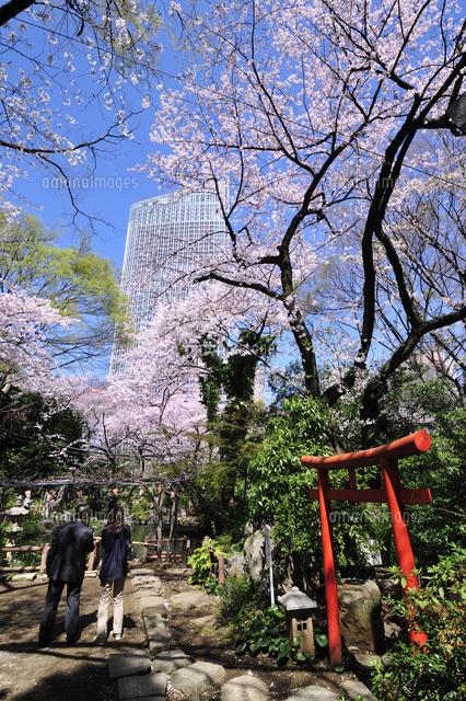 愛宕神社の桜と虎の門ヒルズ の写真素材 イラスト素材 アマナイメージズ