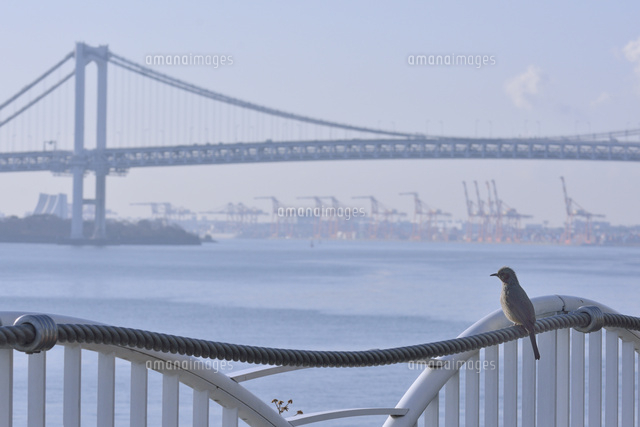 ヒヨドリとレインボーブリッジ の写真素材 イラスト素材 アマナイメージズ