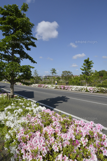 坪井近隣公園付近のツツジ咲く道路と青空 の写真素材 イラスト素材 アマナイメージズ