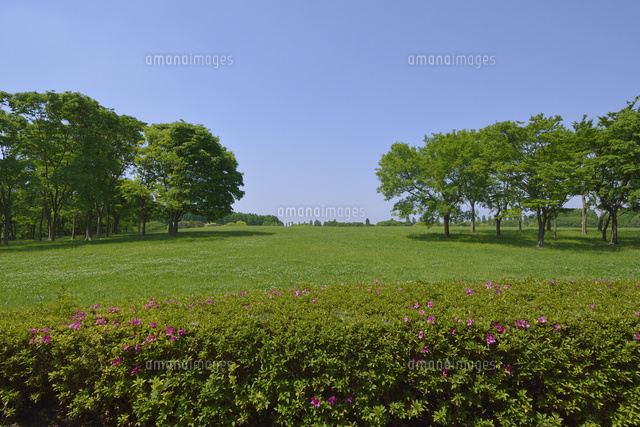 水元公園中央広場の新緑 の写真素材 イラスト素材 アマナイメージズ