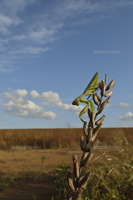 荒地とハラビロカマキリ 10252013418 の写真素材 イラスト素材 アマナイメージズ