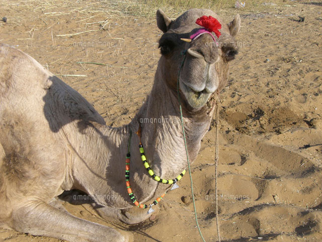 ラクダ市のラクダ の写真素材 イラスト素材 アマナイメージズ