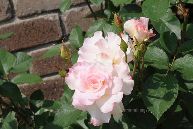 バラの花 マチルダ の写真素材 イラスト素材 アマナイメージズ