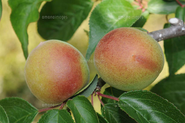 南高梅の実 の写真素材 イラスト素材 アマナイメージズ