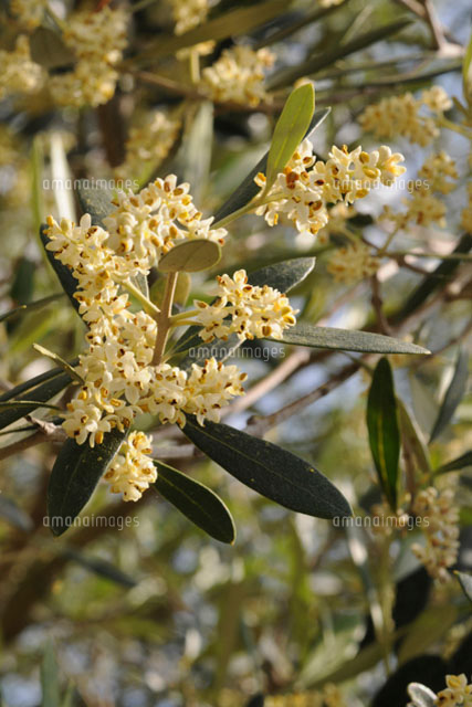 オリーブの花 の写真素材 イラスト素材 アマナイメージズ