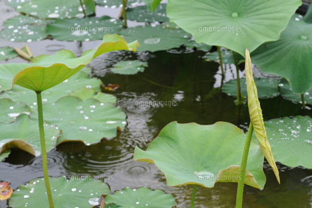 ハスの葉 の写真素材 イラスト素材 アマナイメージズ