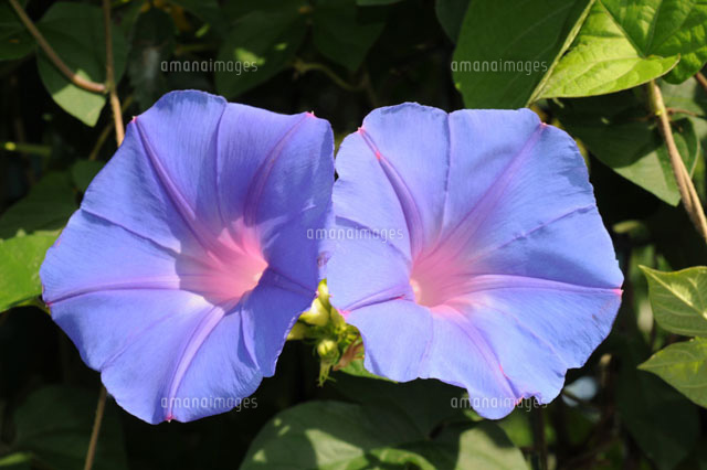 朝顔の花 の写真素材 イラスト素材 アマナイメージズ