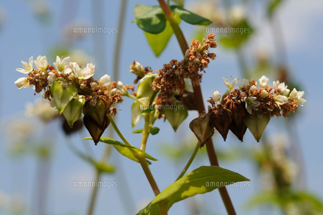 そばの花と実 の写真素材 イラスト素材 アマナイメージズ