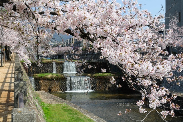 芦屋川の桜風景 の写真素材 イラスト素材 アマナイメージズ