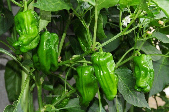 ピーマンの栽培 の写真素材 イラスト素材 アマナイメージズ