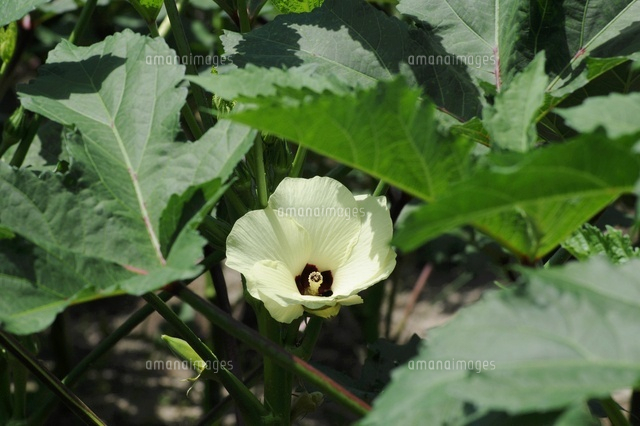 オクラの栽培 の写真素材 イラスト素材 アマナイメージズ