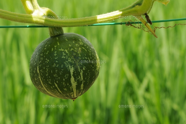 かぼちゃの栽培 の写真素材 イラスト素材 アマナイメージズ