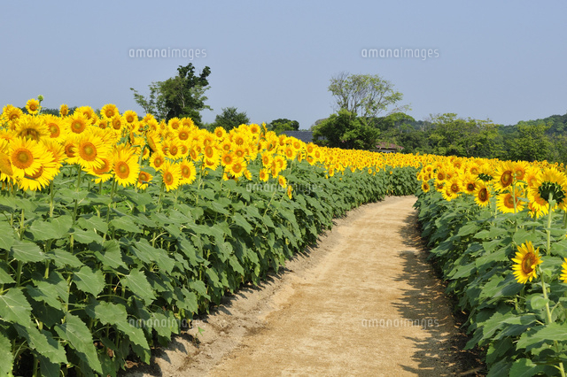 淡路ファームパークイングランドの丘ひまわり畑 の写真素材 イラスト素材 アマナイメージズ