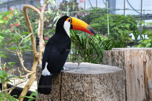 オオハシの広場 の写真素材 イラスト素材 アマナイメージズ