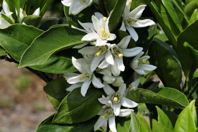ミカンの花 の写真素材 イラスト素材 アマナイメージズ