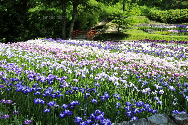 播州山崎 花しょうぶ園 の写真素材 イラスト素材 アマナイメージズ