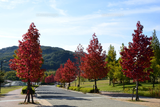 県立淡路島公園の紅葉並木道 の写真素材 イラスト素材 アマナイメージズ