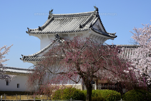 桜が咲く姫路城 西の丸百間廊下入口 の写真素材 イラスト素材 アマナイメージズ