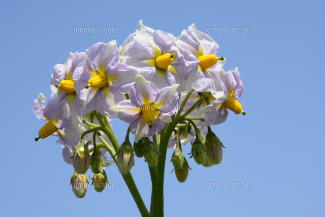 野菜 青空とジャガイモの花 の写真素材 イラスト素材 アマナイメージズ