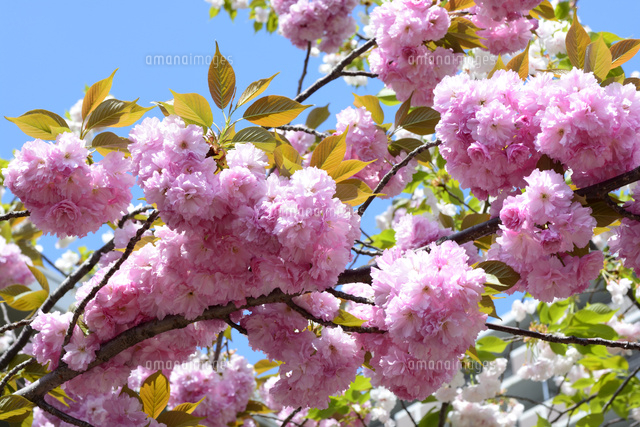 桜の通り抜け 造幣局の桜の通り抜け（大阪市北区） - お花見2025 - ウォーカー