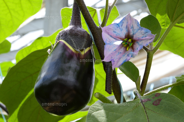 泉州 ハウスで水ナス栽培 の写真素材 イラスト素材 アマナイメージズ