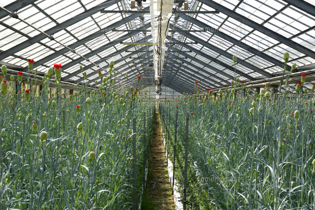 ハウスでカーネーション栽培 の写真素材 イラスト素材 アマナイメージズ