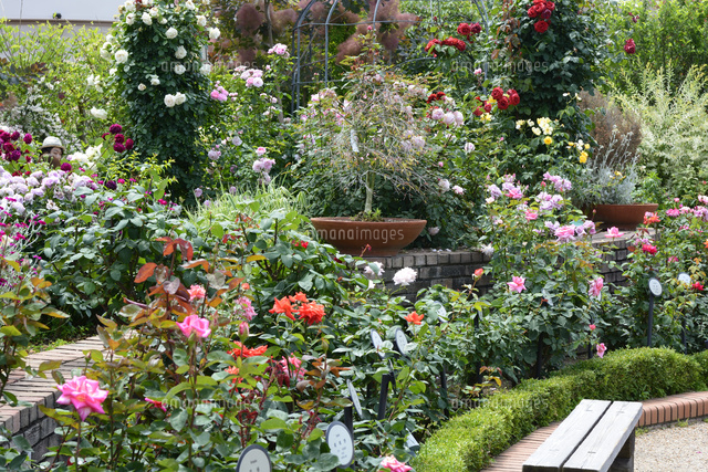 バラ園 憩いの場所 の写真素材 イラスト素材 アマナイメージズ