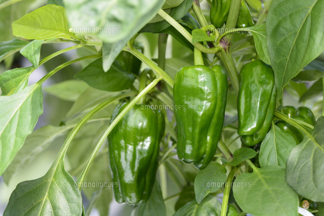 西宮 ピーマンの露地栽培 の写真素材 イラスト素材 アマナイメージズ