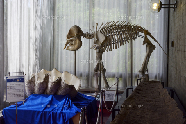 鳥取県立博物館内展示 の写真素材 イラスト素材 アマナイメージズ