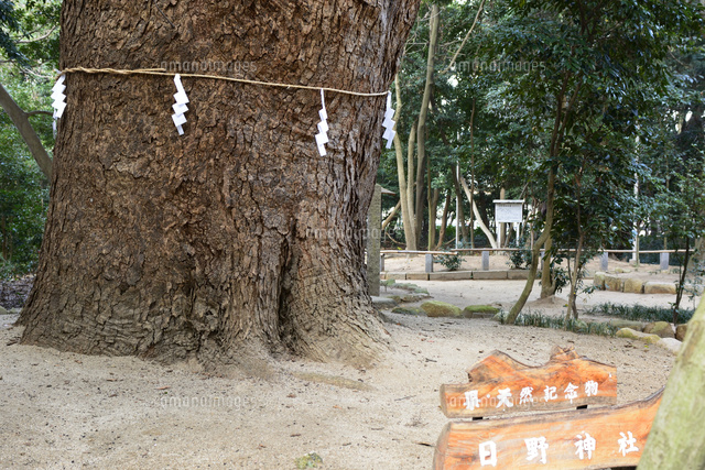 西宮 日野神社 楠木 県天然記念物 の写真素材 イラスト素材 アマナイメージズ