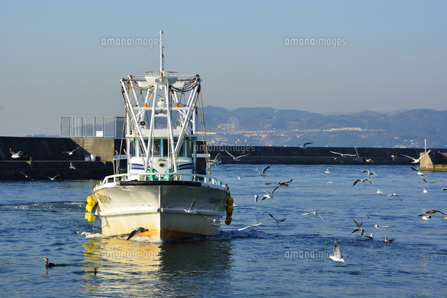 神戸 垂水漁港 イカナゴ漁船が帰る の写真素材 イラスト素材 アマナイメージズ