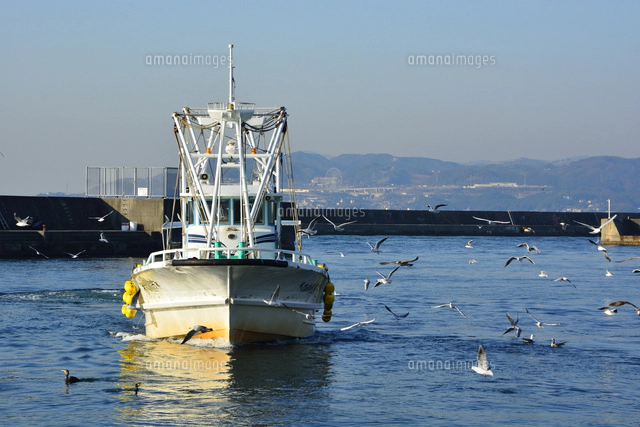 神戸 垂水漁港 イカナゴ漁船が帰る[10254013146]の写真