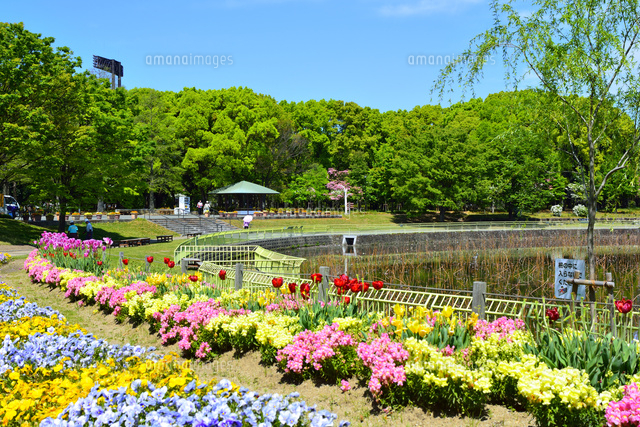 長居植物園 寄せ植え花壇と歩道 の写真素材 イラスト素材 アマナイメージズ