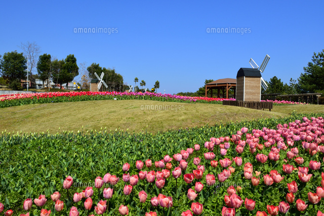 淡路島国営明石海峡公園チューリップ の写真素材 イラスト素材 アマナイメージズ