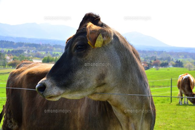 新緑 蒜山高原ジャージ牛 の写真素材 イラスト素材 アマナイメージズ