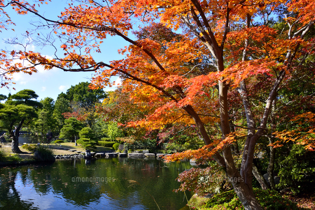 紅葉 姫路城西御屋敷庭園 好古園 の写真素材 イラスト素材 アマナイメージズ